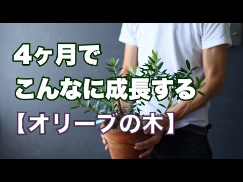 うちのオリーブの木の枝が枯れてしまうのはなぜですか?彼を救うにはどうすればいいでしょうか？私たちのシンプルなアドバイス！  庭園