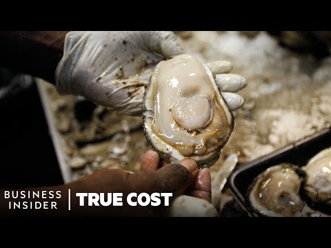 , title : 'The True Cost Of Losing America's Wild Oysters | True Cost | Business Insider'