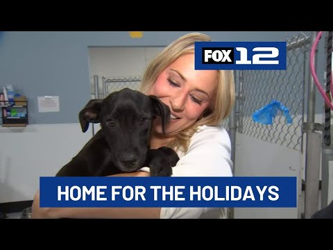 Pups at Oregon Dog Rescue looking for foster homes this holiday season - YouTube