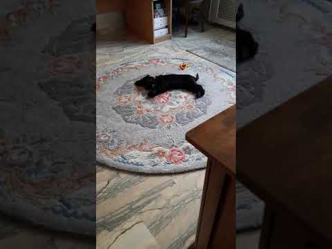 cocker spaniel playing ball|Maryrose Narag