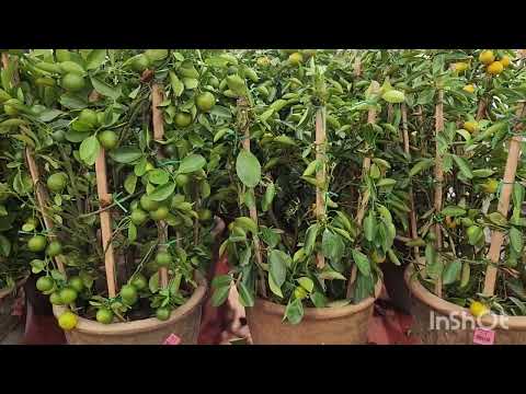 aeon big Klang Malaysia (লেবু গাছের সমাহার) 👌