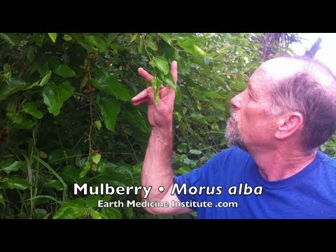 Special Report: Morus alba. Mulberry