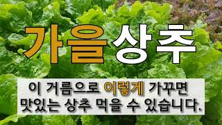 가을 상추 이 거름으로 이렇게 가꾸면 맛있는 상추 먹을 수 있습니다. #주말농장 #가을 상추 가꾸기.