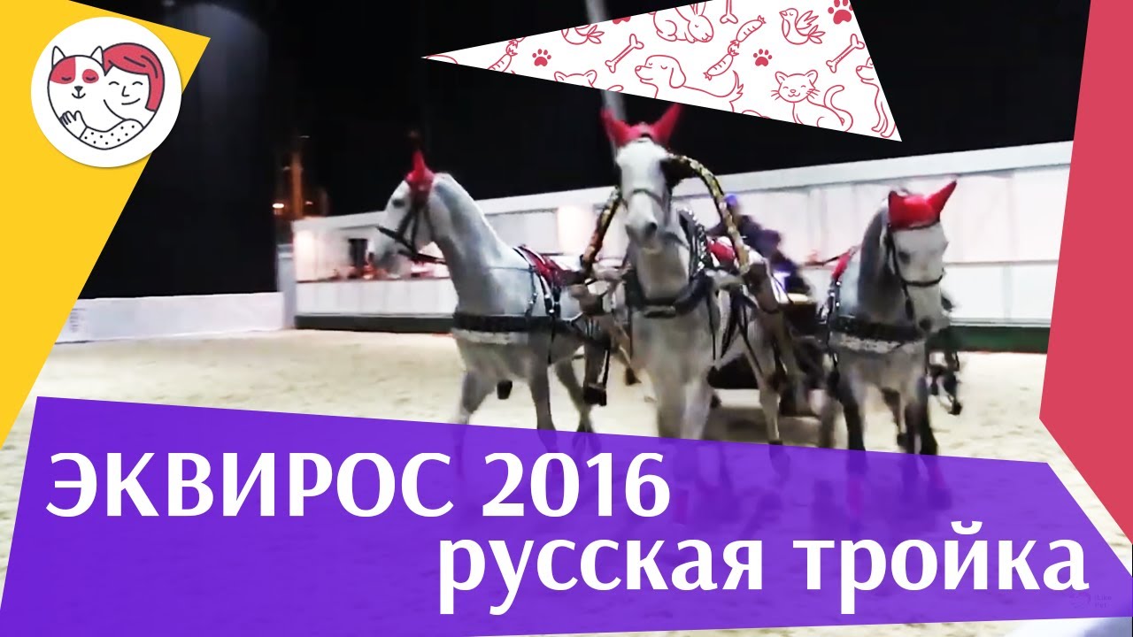 ЛОШАДИ Русская тройка ЭКВИРОС 2016 на ilikepet