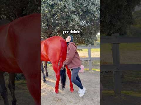 Deja espacio atrás, no pases por debajo y acércate con calma. ✅🐴 #caballos #horses #caballo #doma