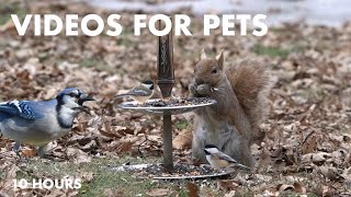 Backyard Birds and Squirrels Enjoying the Seed Buffet - 10 Hour Video for Pets 😺 - Apr 05, 2024