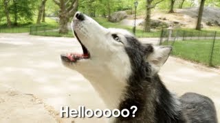 Mishka the Talking Husky is Lost In Central Park!