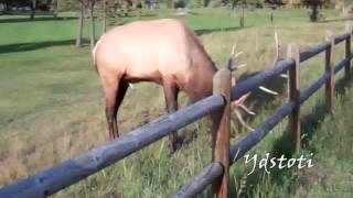 Bull Elk Protecting His Harem Bugling Charging Crowd Estes Park Colorado 2012