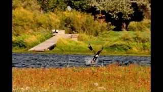 Neal E. Boyd - MISSOURI ANTHEM Orchestral 2013