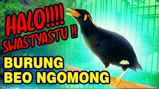 Download lagu Suara Burung beo Bali ngomong , Om swastyastu dll | myna bird talking mp3