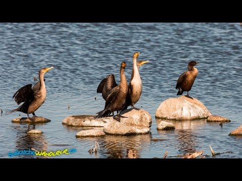 At Last Mountain Lake The Bird Is The Word