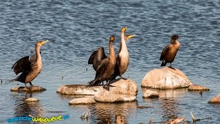 At Last Mountain Lake The Bird Is The Word