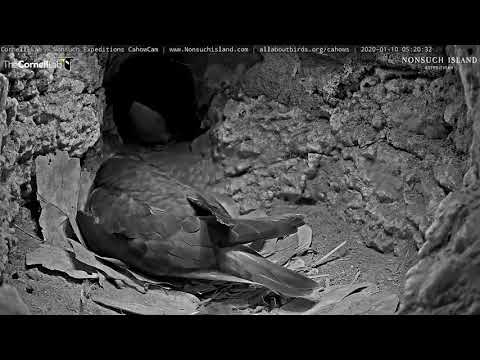 Bermuda Petrel Adults Switch Off Newly-laid Egg | Nonsuch Expeditions | Cornell Lab