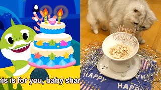 【Happy 2nd birthday!🥳】#siberiancat