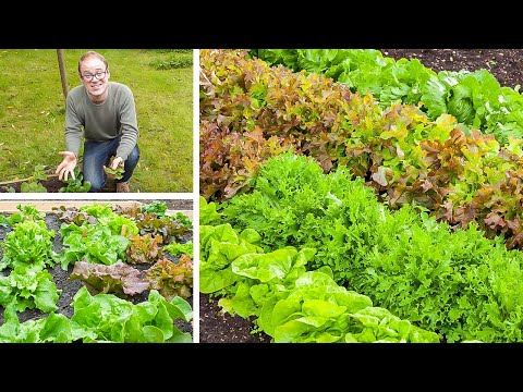 , title : 'Growing Lettuce from Sowing to Harvest'