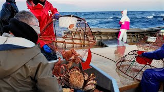 １kg越えの毛ガニってミソ入ってんの？