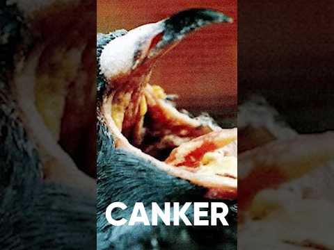 , title : 'Treatment of Canker in Chickens & Birds #chicken #pigeon #parrot #rooster #poultryfarming'