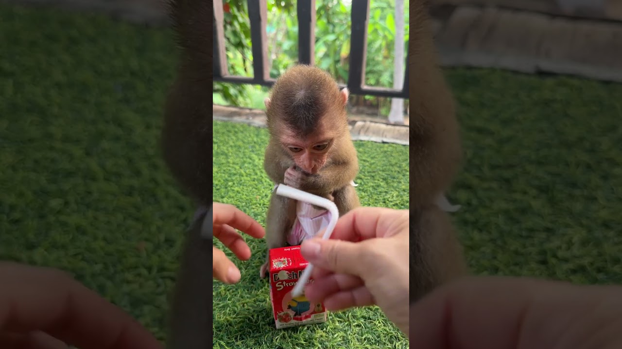 Drink milk #trending #monkey #youtubeshorts #pets #shorts #viralreels #funny #cute #tiktok #video
