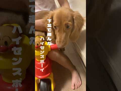 ミニチュアチュサンヤシ、ドワーフウィンドミルヤシ、Trachycarpus wagnerianus