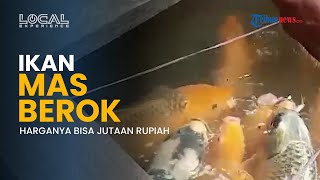 Dibudidayakan di Sungai Deras, Ikan Mas Berok Citorek Tembus Harga Fantastis