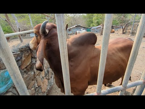 toro indubrasil en el tiangue de Santa Rosa de Lima la unión
