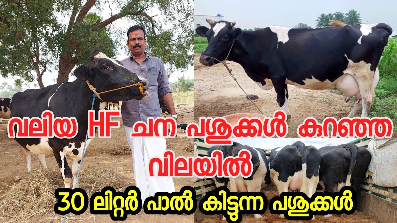 കുറഞ്ഞ വിലയിൽ പശുക്കളെ വാങ്ങാം|cow for sale in kerala|dairy farming Malayalam|low price cow for sale