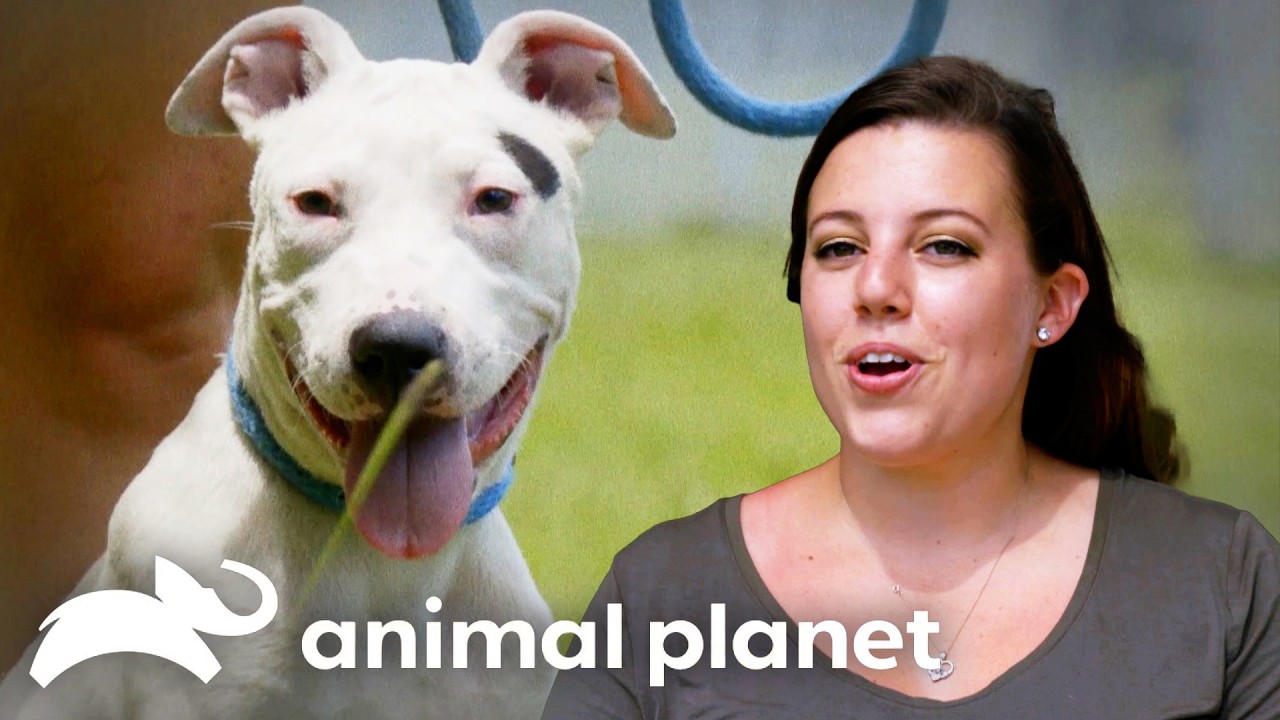 Two Teachers Fall in Love with Deaf Puppy! | Pit Bulls and Parolees | Animal Planet