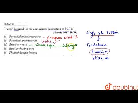 The fungus used for the commerical production of SCP is