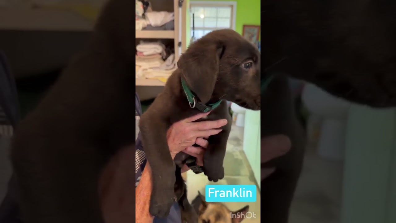 Firecracker (PUPPY), an adopted mixed breed in Greeneville, TN video 5/5