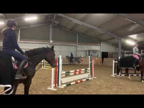 Cannero L geb. 04/2017  Cristallo I x Laomedon/Pageno/Lord