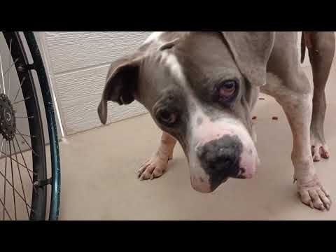 Sheldon 9y A859258 older fella down & searching round 4 yummies@TRN, from kennel 191 PACC shelter275