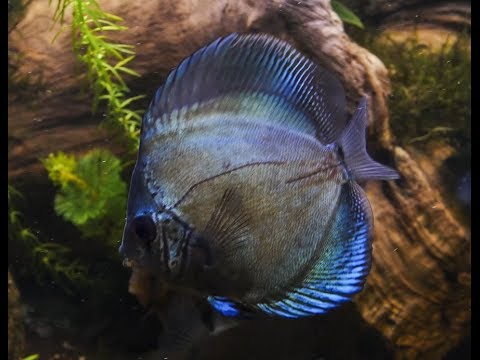 Blue Discus fish in aquarium