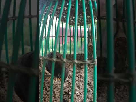 Papikau Novyj Trend Smotret Onlajn Na Sajte Trendovi Ru