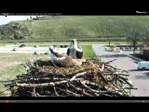 2014 Hellgate Osprey Cam-April 27, 2014 @ 1131 hrs EST. ©lehemt.