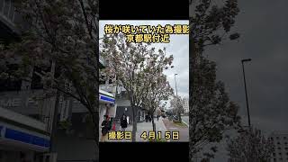 京都駅付近で綺麗な桜だったので撮影！