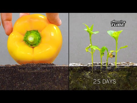 Growing Bell Pepper - Time lapse