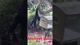 Download lagu Monyet Lucu #shorts mp3