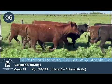 Lote Nll Inv - Dolores Bs As