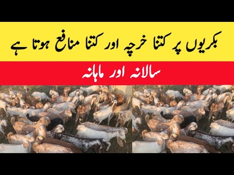 Goat farming yearly and monthly expenditure and profit | chakwal goat farm | majid shabbir