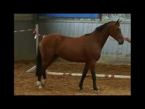 Lupicora, *2012, Lupicor x Quick Star x St.Pr.St. von Landstreicher x Calypso ll