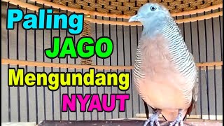 Download lagu Perkutut Lokal Gacor paling ampuh buat pancingan master mp3 Download lagu Perkutut Lokal Gacor paling ampuh buat pancingan master mp3