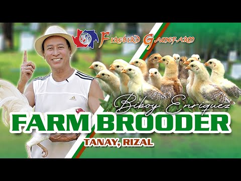FARM VISIT: BROODER - of Mr. Biboy Enriquez FIREBIRD GF