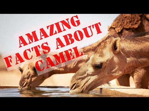 Amazing facts about camels 🐫 | Global facts | camel style| Camel enjoying season #Camel