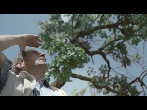 Stories from South Tyrol | The fruits of our labor - Apricot farming