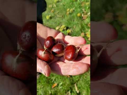 Learn about chestnuts!