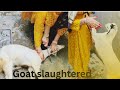 Goat Slaughtered By Girl Lady Butcher Vlogs