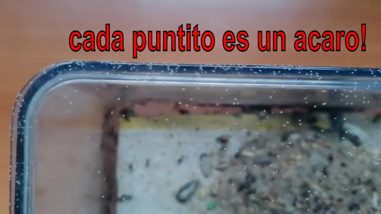 Como SOLUCIONAR PROBLEMAS de ACAROS🐞 en nuestra colonia 🥵 // crisis de ACAROS en nuestra COLONIA⚠️
