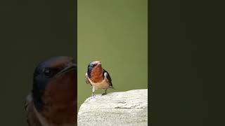 Download lagu Burung Layang-layang | Nyanyian Burung mp3