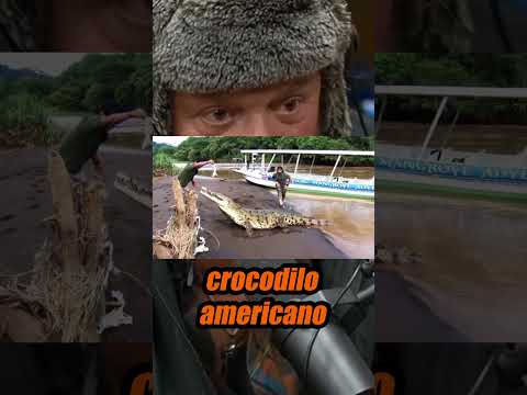 O ANIMAL QUE QUASE ACABOU COM A VIDA DO RICHARD RASMUSSEN #richardrasmussen #crocodilo #ataque