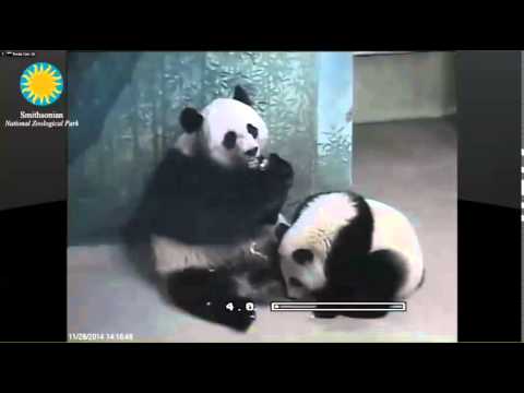 141128 Anyway for a Fruitsicle